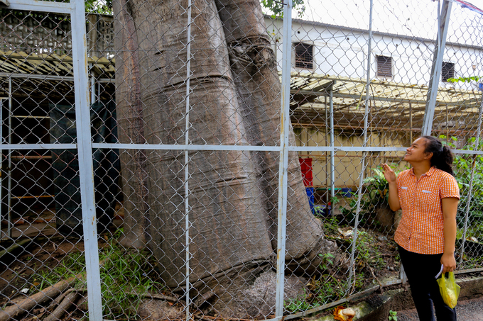 Cây[-]bao[-]báp[-]lâu[-]đời[-]nhất[-]Sài[-]Gòn[-]vào[-]mùa[-]nở[-]hoa